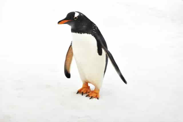 雪の上を歩くペンギン