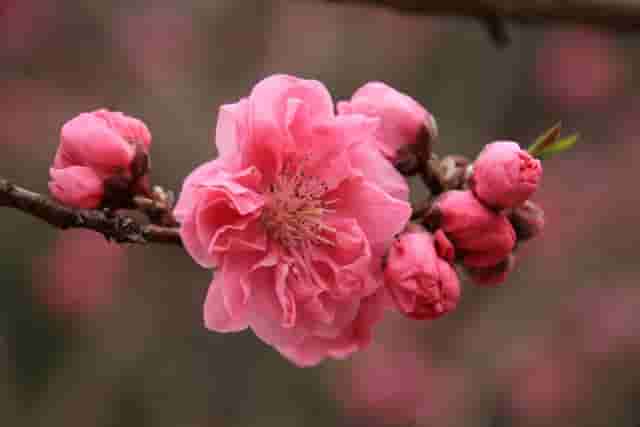 美しい桃色の桃の花