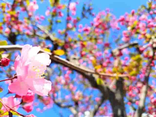 綺麗なピンクの桃の花