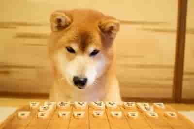 将棋盤を見ている犬